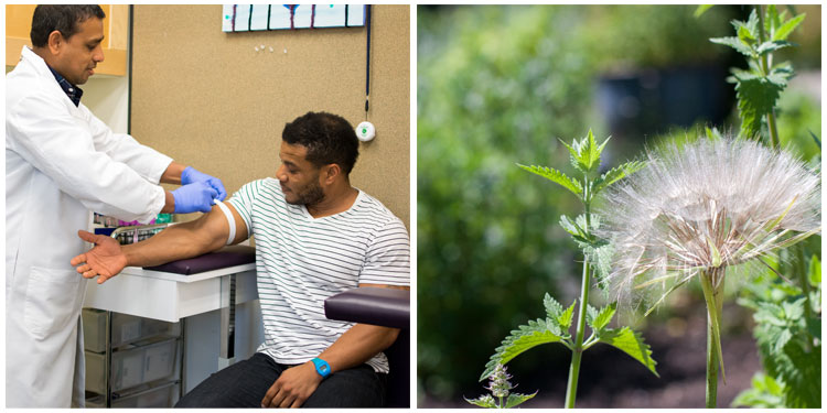 left: doctor drawing a patient's blood. Right: dandelion in NUNM garden.