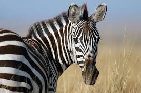 Zebra represents ehlers danlos syndrome