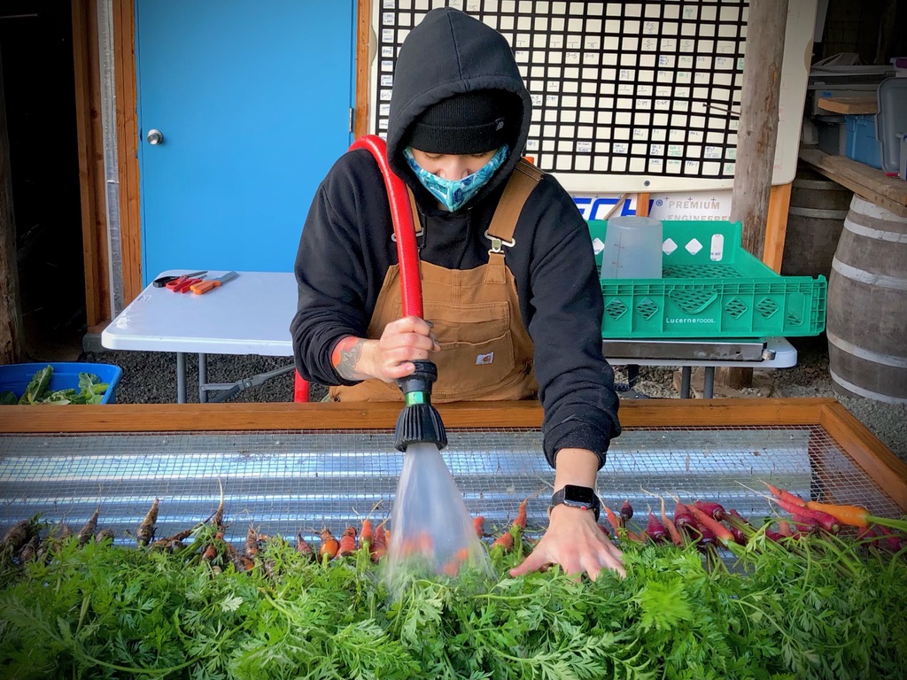 NUNM Master of Nutrition student Jenna Moreno wants to own her own farm or manage a farmers market someday. She got hands-on experience cleaning carrots last summer while working at Blue Door Farm and Homestead in Brush Prairie, WA.