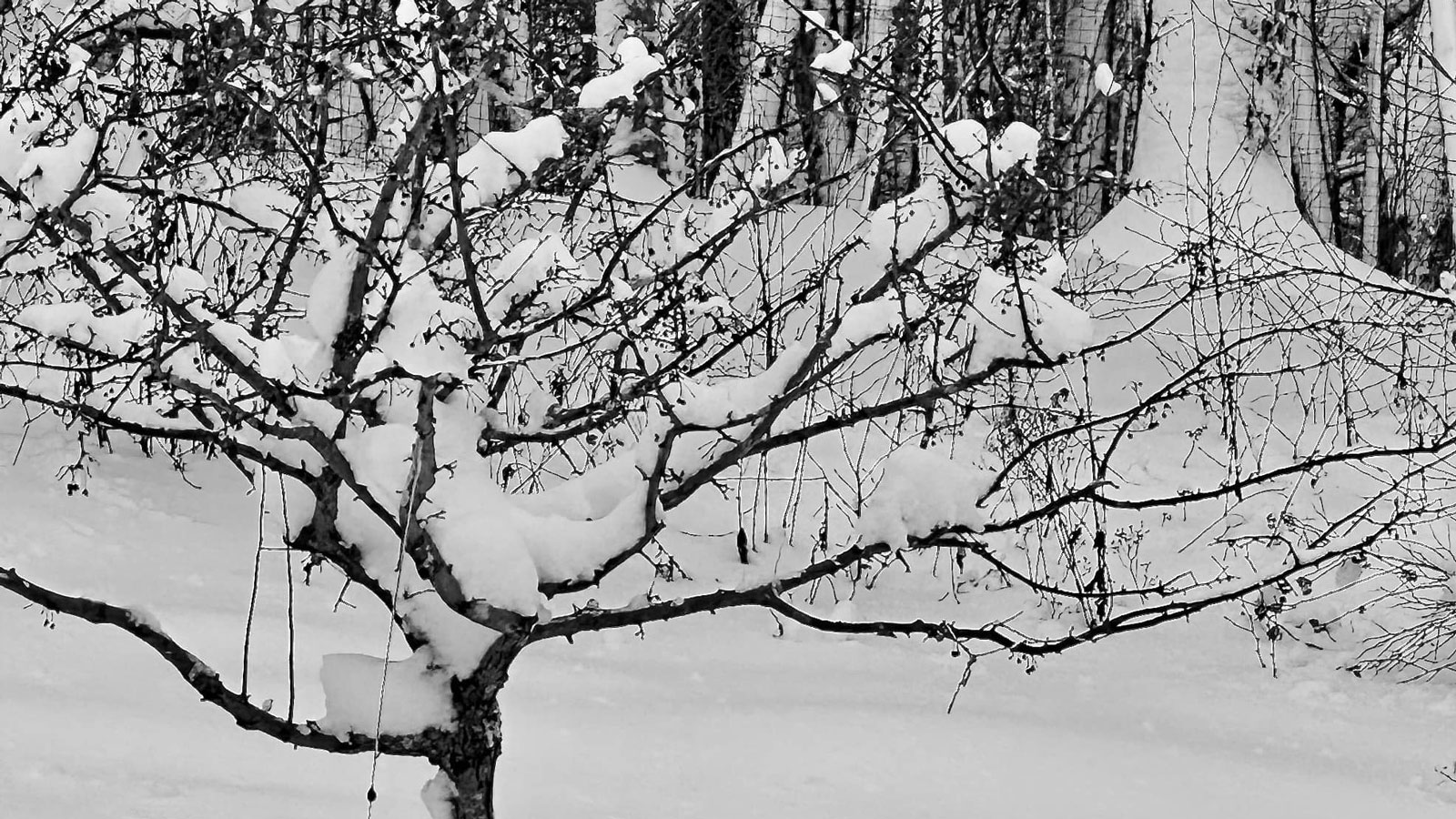 Tree covered in snow