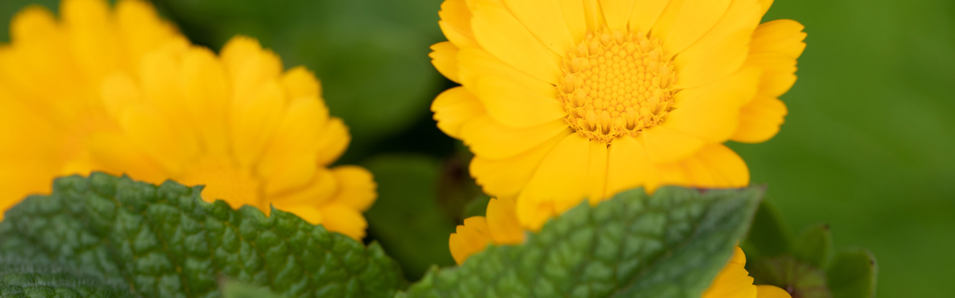 Yellow flowers in garden