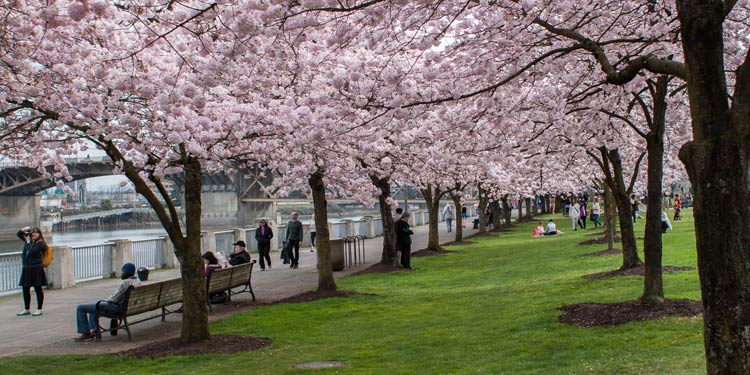 Portland waterfront with flowering cherry blossom trees